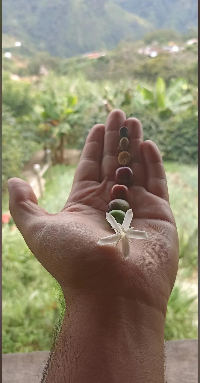 Granos y flor de café en la mano — foto 3