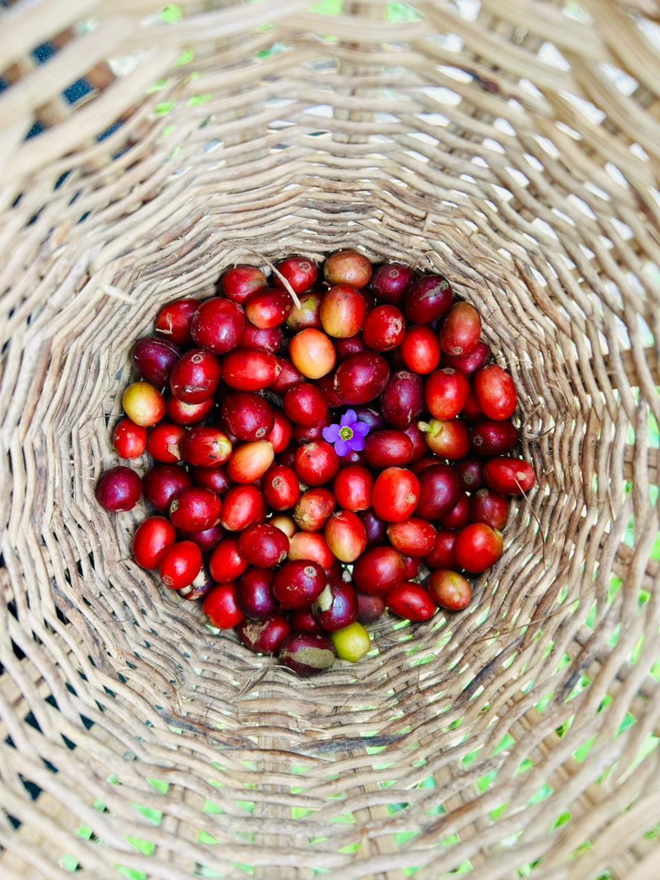 Cerezas de café maduras recién recogidas — foto 1