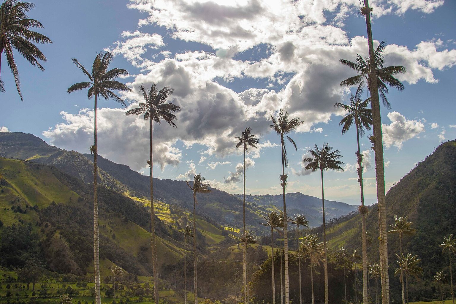 Palmas de cera gigantes en el Valle del Cocora, Colombia, entre montañas verdes de los Andes