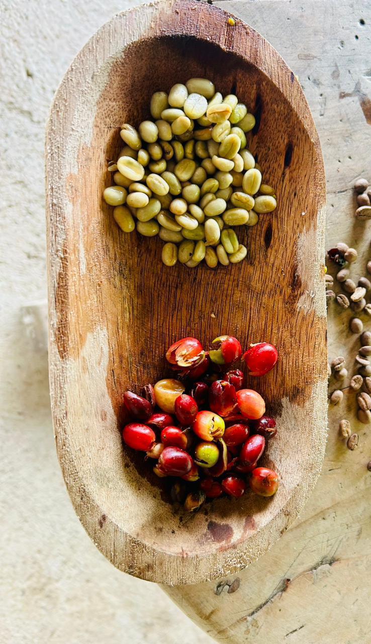 Cerezas de café secándose sobre madera — foto 5